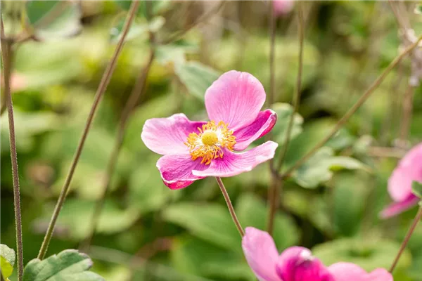 Japan-Herbst-Anemone 'Splendens'