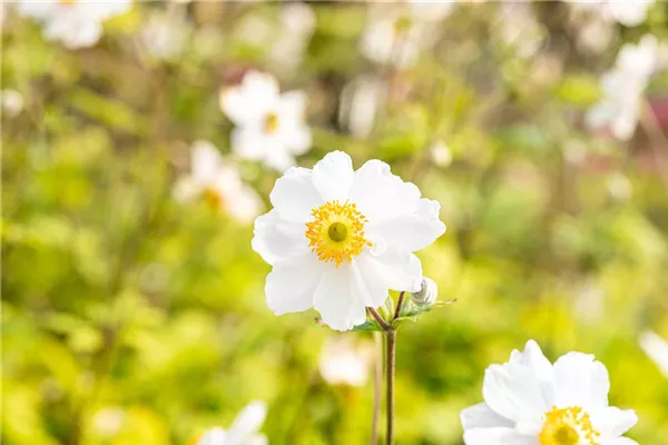 Garten-Herbst-Anemone 'Whirlwind'