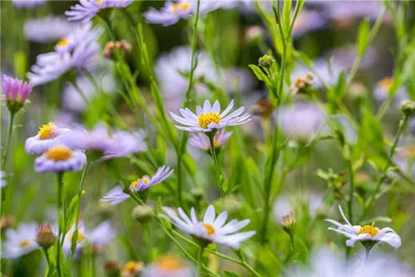 Garten-Sommer-Aster 'Danzig'