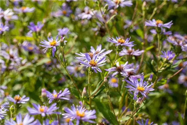 Herzblatt-Aster 'Twilight'