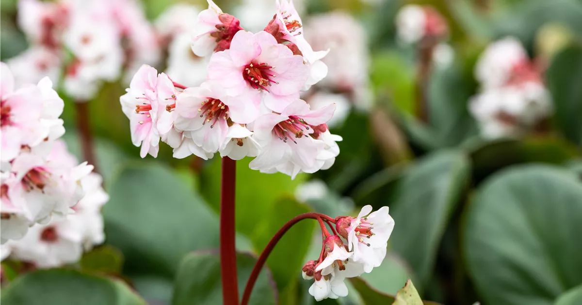 bergenia silberlicht