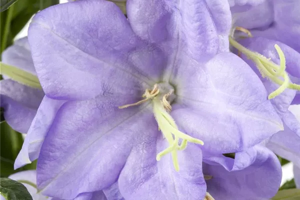 Pfirsichblättrige Glockenblume 'Grandiflora Coerulea'