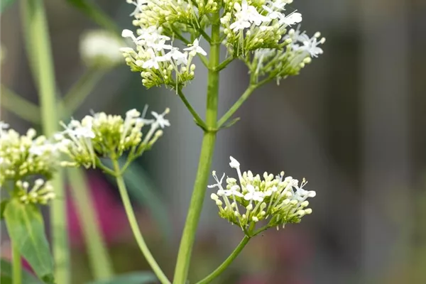 Weißblühende Garten-Spornblume 'Albus'