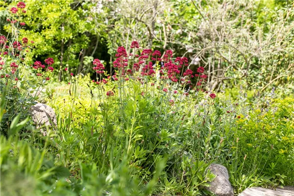 Rotblühende Garten-Spornblume 'Coccineus'