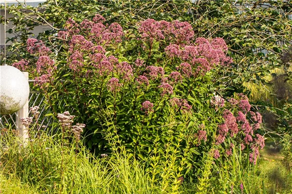 Großer Garten-Wasserdost 'Riesenschirm'