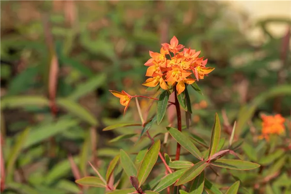 Garten-Wolfsmilch 'Dixter'