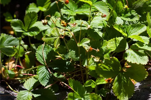 Wald-Erdbeere