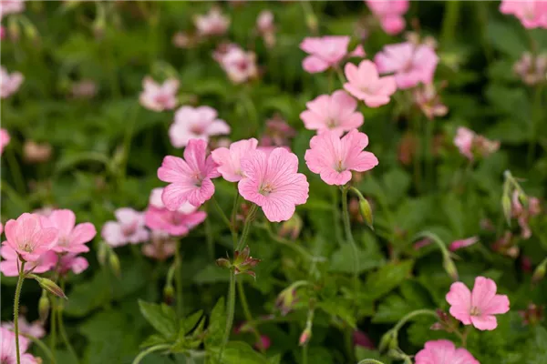 Oxford-Garten-Storchschnabel 'Rosenlicht'