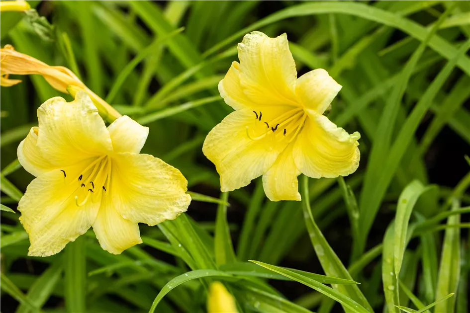 Hemerocallis suzie wong