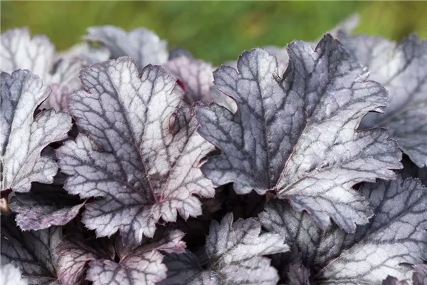 Garten-Silberglöckchen 'Plum Pudding'®