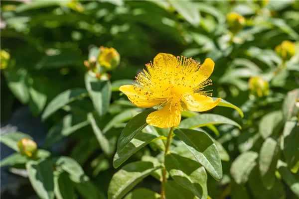 Großkelchiges Johanniskraut