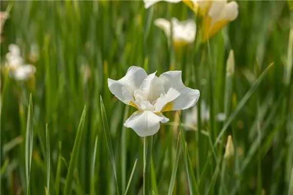 Bartlose Garten-Schwertlilie 'White Swirl'