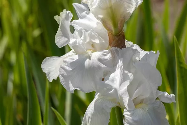 Hohe Bartiris 'Boule de Neige'