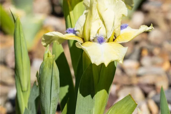 Zwergige Garten-Schwertlilie 'Stockholm'