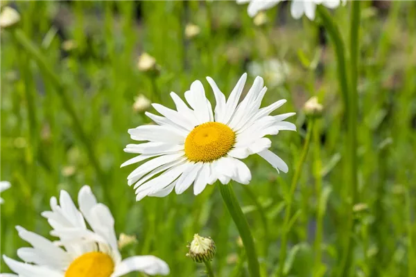 Kleine Garten-Margerite 'Maikönigin'