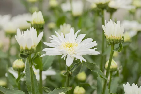 Großblumige Garten-Margerite 'Christine Hagemann'