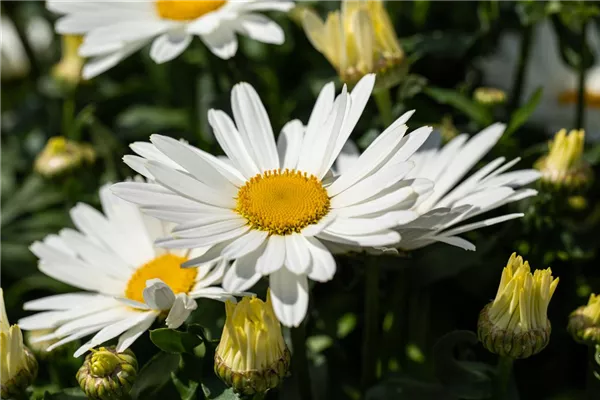 Garten-Margerite 'Polaris'