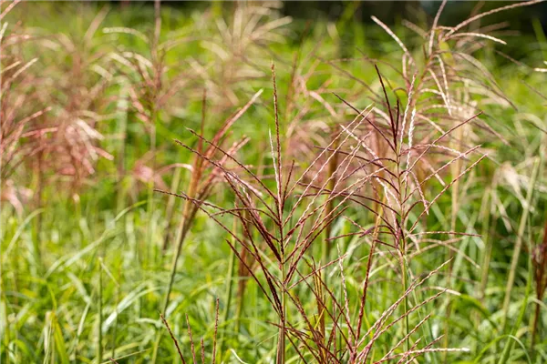 Garten-Chinaschilf 'Rotsilber'