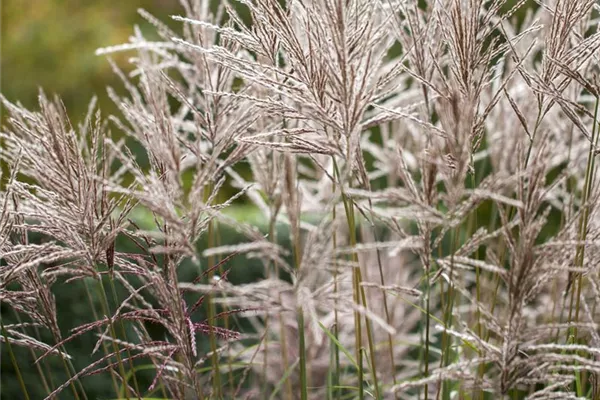 Garten-Chinaschilf 'Silberfeder'