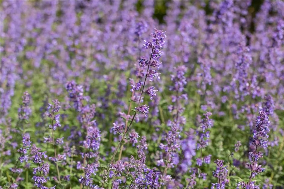 nepeta faassenii blaues Wunder