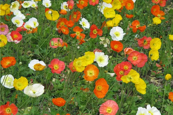 Zwergiger Garten-Mohn 'Gartenzwerg'