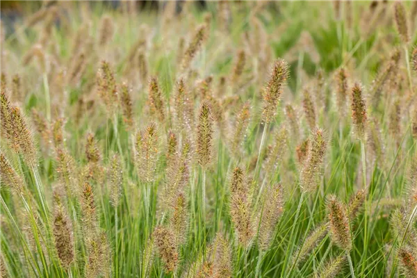 Garten-Federborstengras 'Herbstzauber'