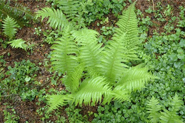 Schmaler Garten-Filigranfarn 'Proliferum'