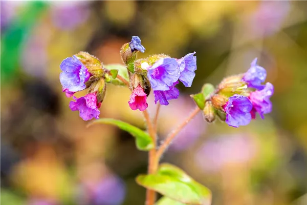 Schmalblättrige Lungenkraut 'Azurea'