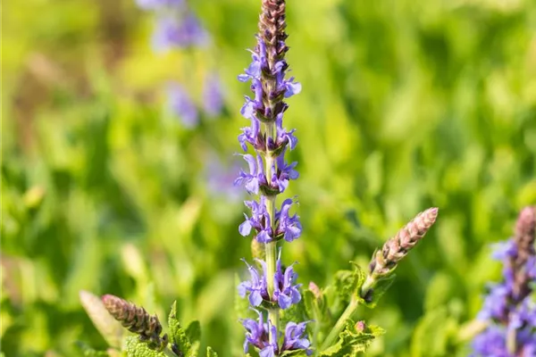 Garten-Blüten-Salbei 'Blauhügel'