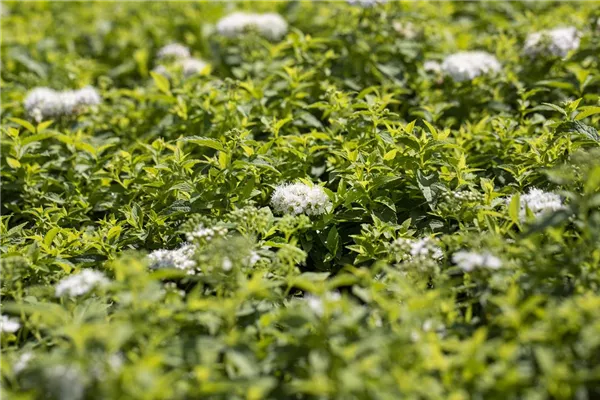 Sommerspiere 'Albiflora'