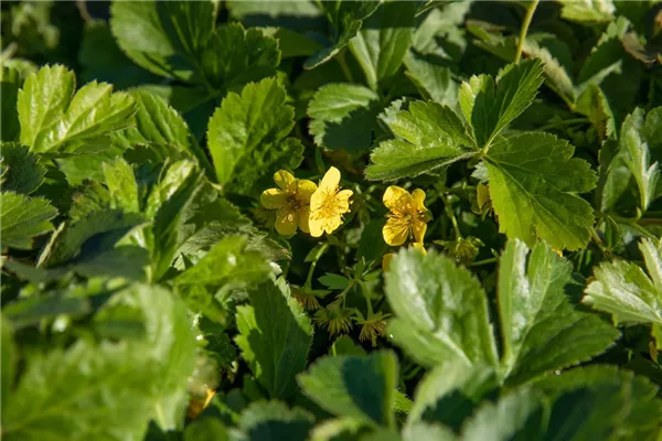 Dreiblättrige Waldsteinie