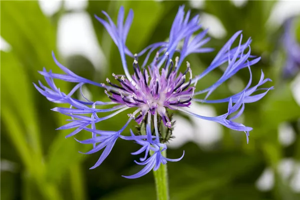 Garten-Flockenblume 'Grandiflora'