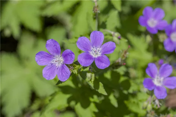 Garten-Storchschnabel 'Mayflower'