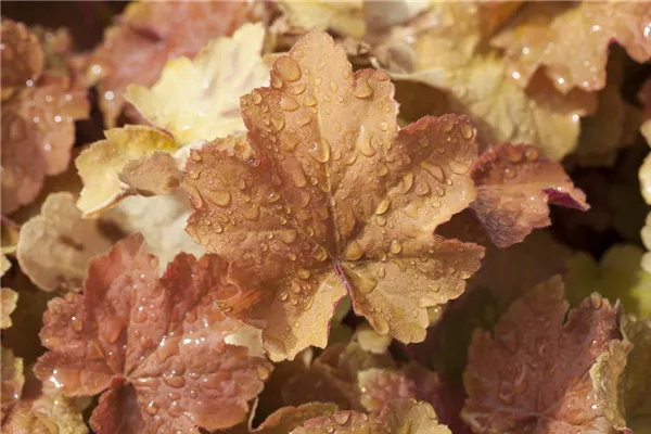 Garten-Purpurglöckchen 'Caramel' 