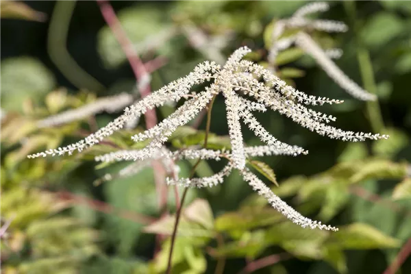 Geschlitztblättriger Garten-Geißbart 'Kneiffii'