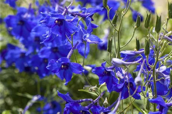 Verzweigter Garten-Rittersporn 'Völkerfrieden'