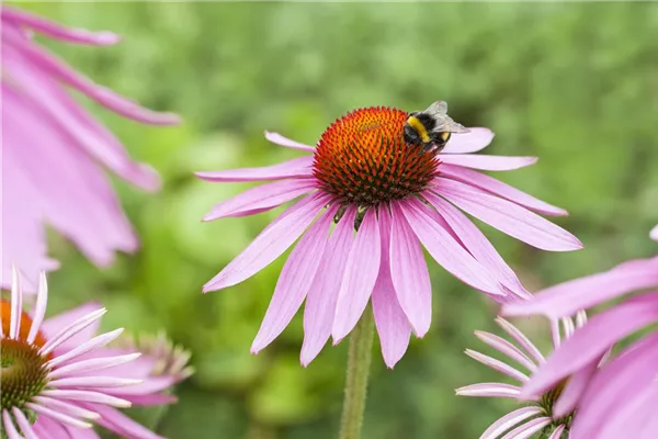 Garten-Scheinsonnenhut 'Magnus'