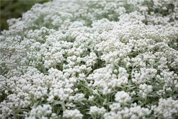 Garten-Perlkörbchen 'Silberregen'