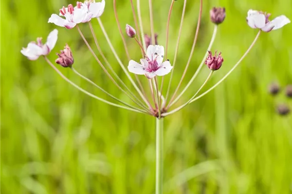 Schwanenblume