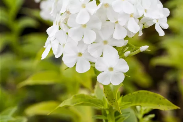 Hoher Staudenphlox, Flammenblume