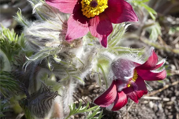 Rotblühende Garten-Kuhschelle 'Rote Glocke'