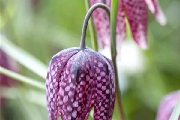 Gewöhnliche Schachblume 