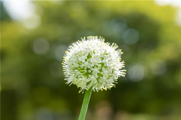 Garten-Zier-Lauch 'Mount Everest'