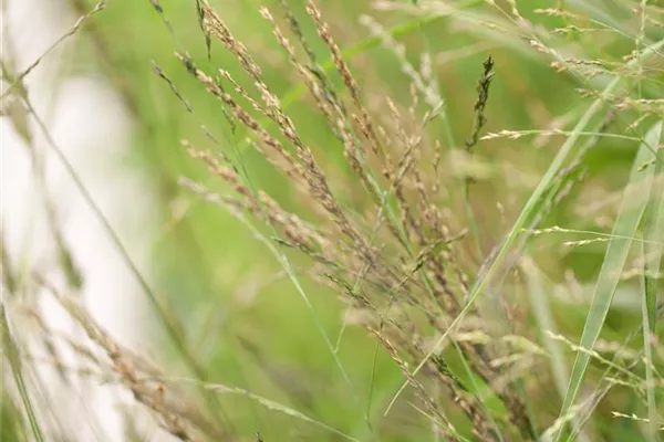 Hohes Garten-Pfeifengras 'Karl Foerster'