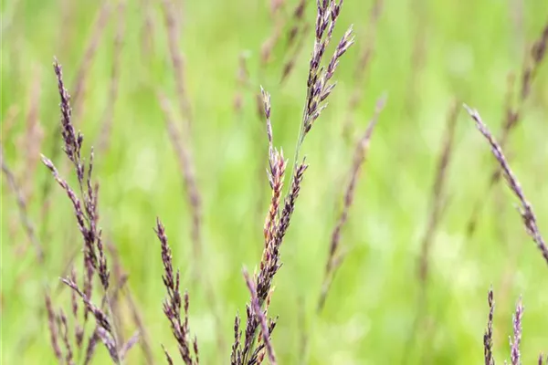 Garten-Pfeifengras