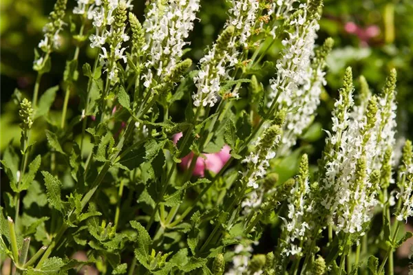 Garten-Blüten-Salbei 'Adrian'