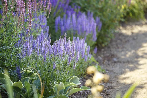 Garten-Blüten-Salbei 'Amethyst'