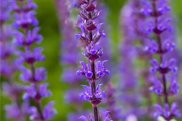 Garten-Blüten-Salbei 'Caradonna'