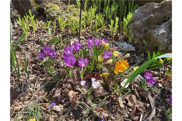 Botanische Krokusse 