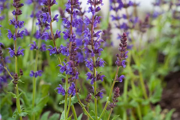 Garten-Blüten-Salbei 'Ostfriesland'